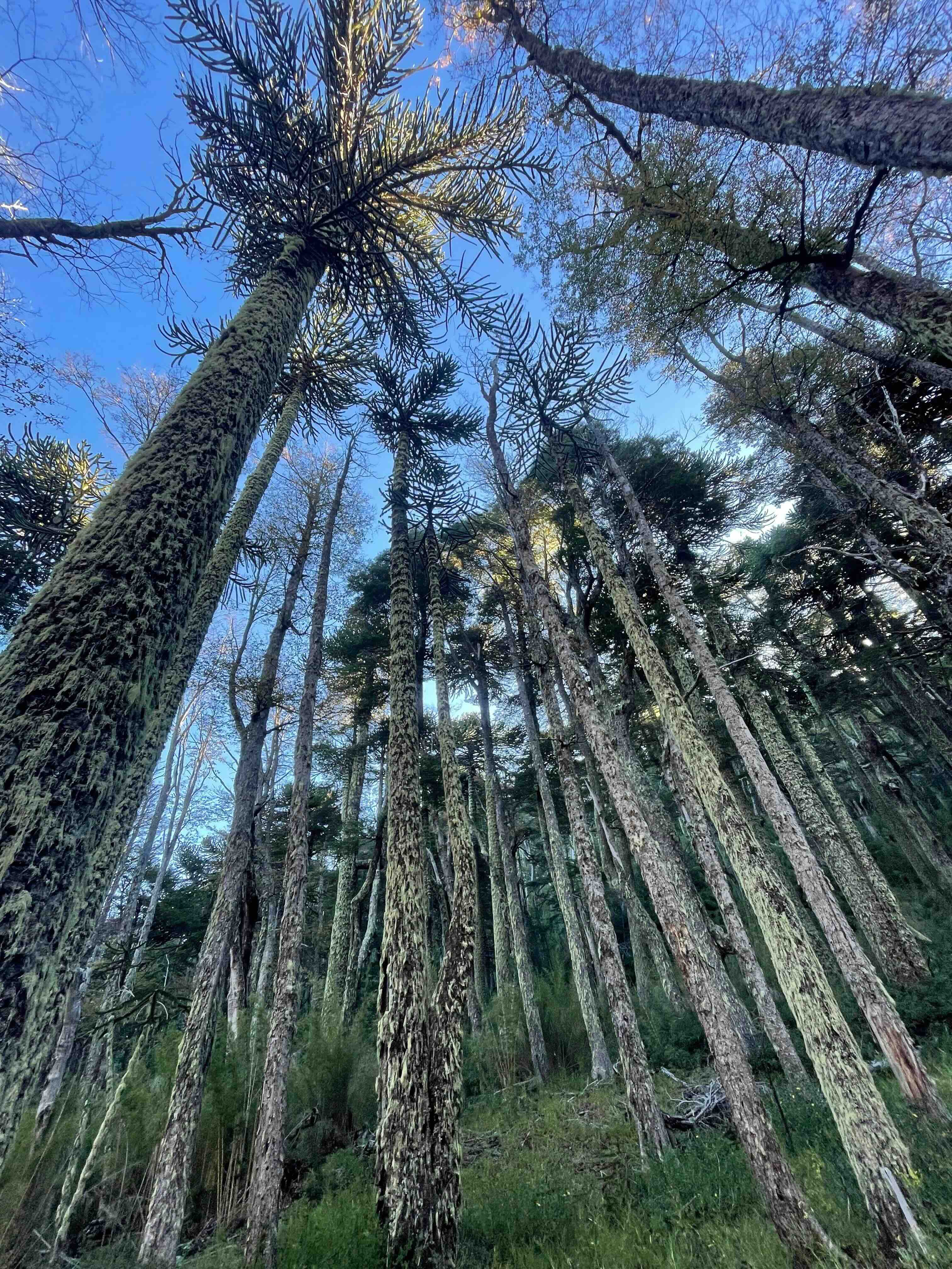Araucarias y barba e viejo